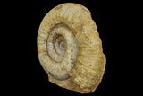 Jurassic Ammonite (Stephanoceras) Fossil - England #171261-2